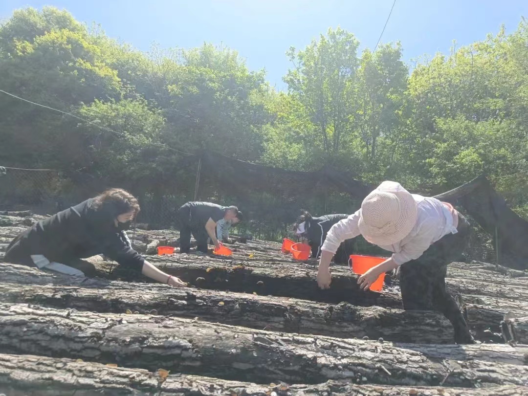 香港宝典六曲资料